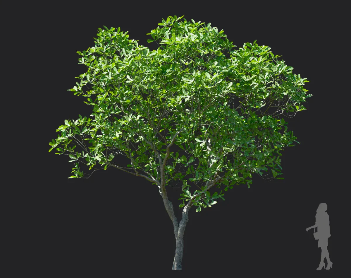 magnolia officinalis 004 — Скачать