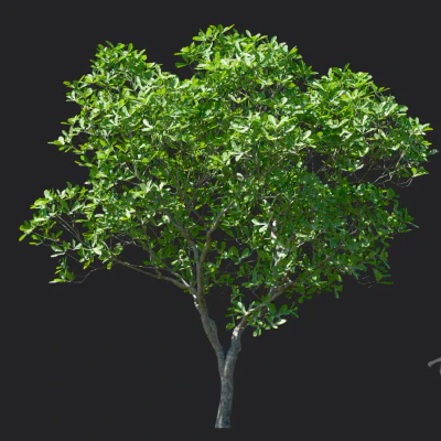 magnolia officinalis 004 — download