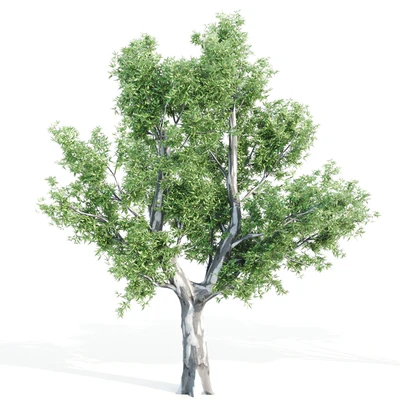 set of tree05 — Вид 3