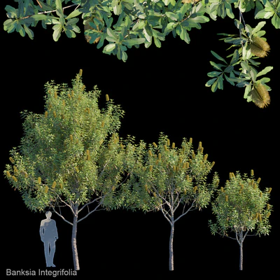 Banksia Integrifolia — Вид 1