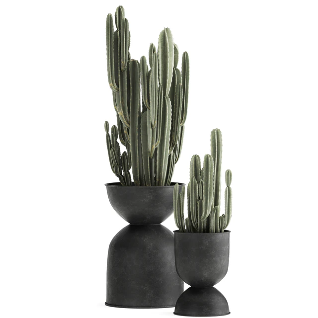 A collection of plants of beautiful cacti in black metal pots with Cereus. Set 898. — Descargar