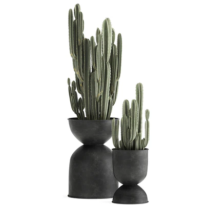 A collection of plants of beautiful cacti in black metal pots with Cereus. Set 898. — Ver 4