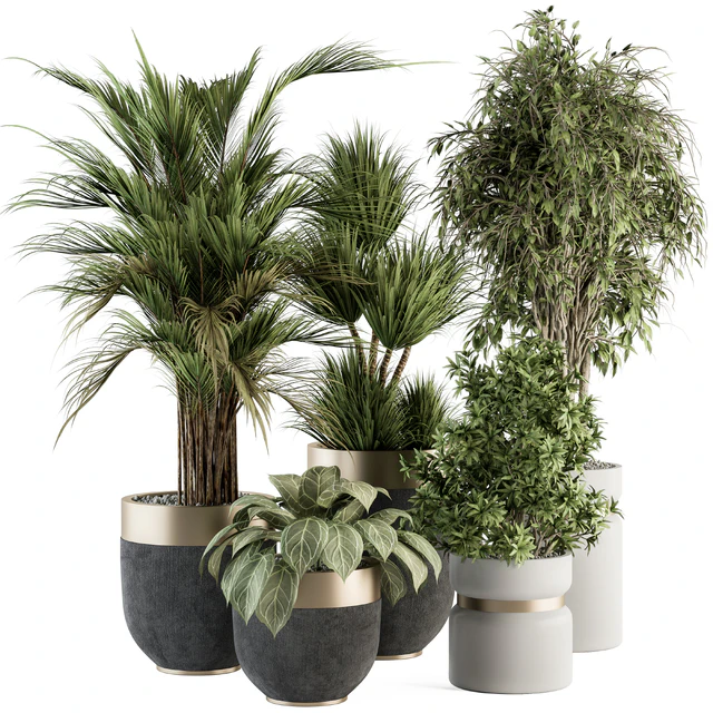 indoor Plant Set 362- Tree and Plant Set in Black and Gray pot — Скачать