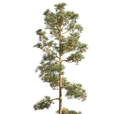 Mast pine 5 options — Ver 4