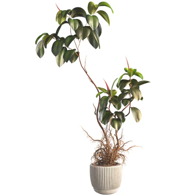 Bonsai Jungle Ficus Elastica Rubber Tree 339 — Ver 2