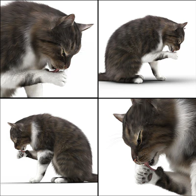 CAT 5 — Вид 2