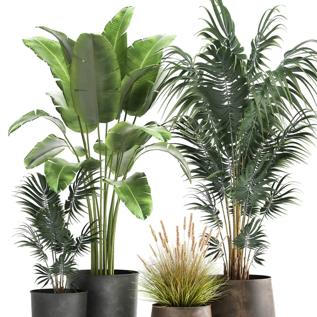 Decorative small Banana palm in a metal pot Strelitzia, Howea. Set 964. — Descargar