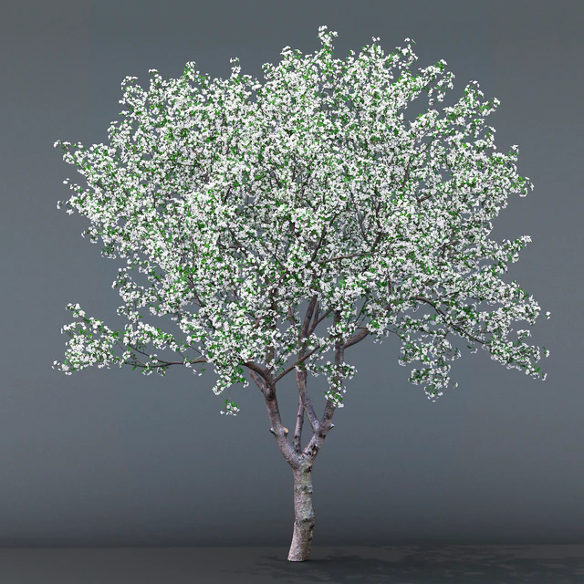 Cherry-tree flowering (Cerasus) # 1 — Descargar