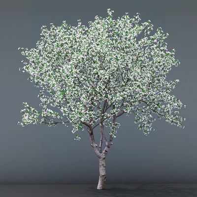 Cherry-tree flowering (Cerasus) # 1 — Ver 2