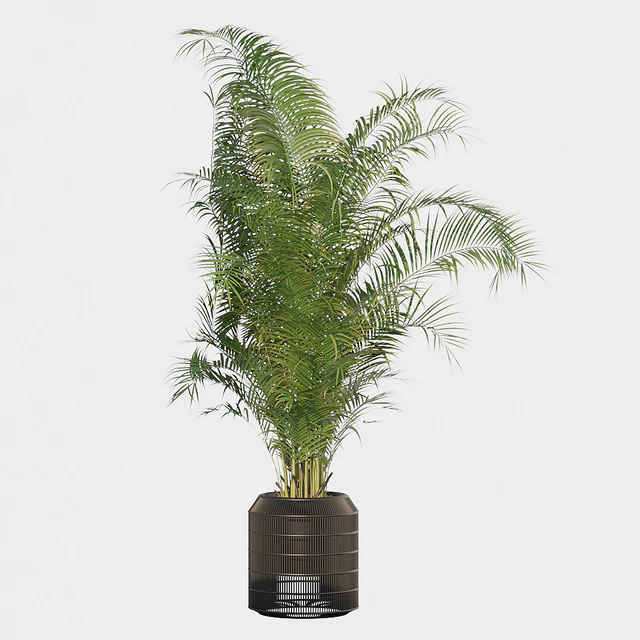 Plants collection 032 - Areca Palm Pack 1 — Descargar