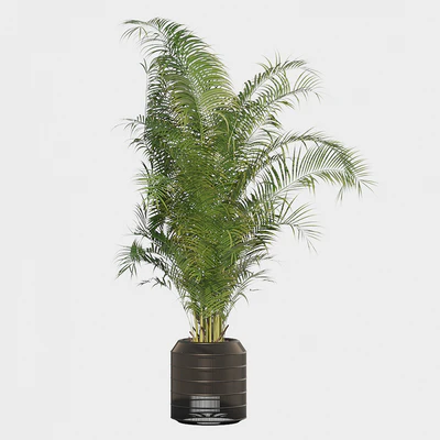 Plants collection 032 - Areca Palm Pack 1 — Ver 3