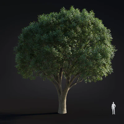 026 green ash — Descargar