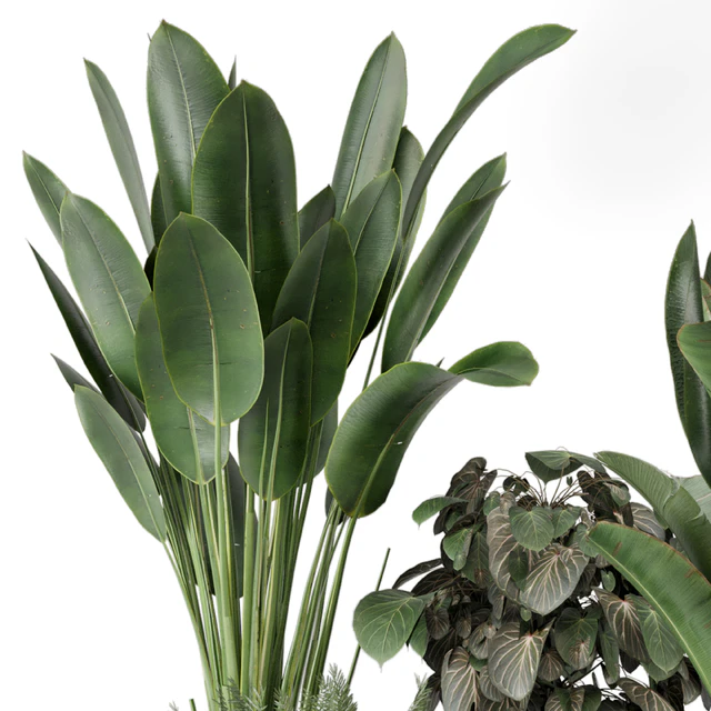 Indoor Plants in Ferm Living Bau Pot Large - Set 1256 — Download