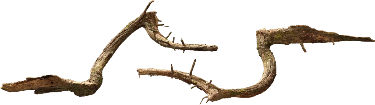 nordic forest tree log small 003 — Скачать