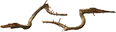 nordic forest tree log small 003 — Скачать