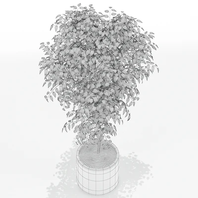 Plants collection 152 — Ver 3