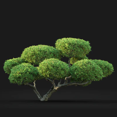 Bonsai — Вид 3