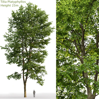 Tilia platyphyllos — View 1