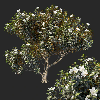 Magnolia grandiflora 04 — Вид 1