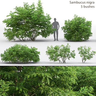 Бузина | Sambucus nigra # 3 — Вид 1