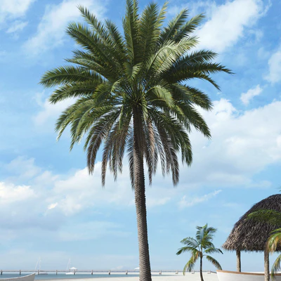palm trees 017 — Скачать