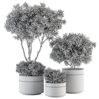 indoor Plant Set 361- Tree and Plant Set in pot — Вид 3