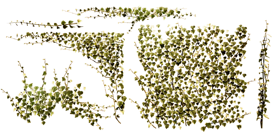 english ivy 002 — Descargar