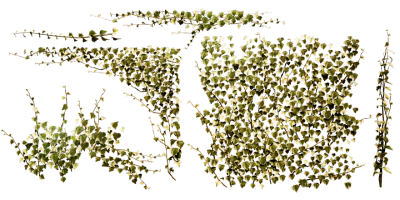 english ivy 002 — Descargar