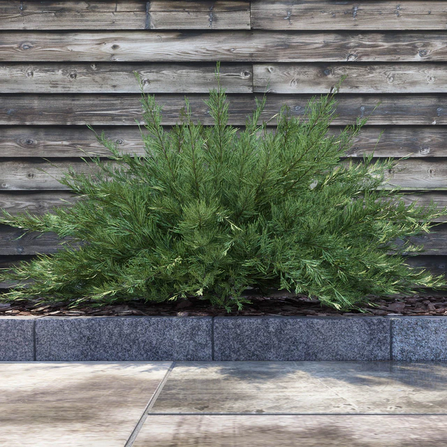 Juniperus Sabina (Juniperus sabina) — Descargar