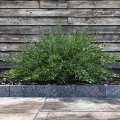 Juniperus Sabina (Juniperus sabina) — Ver 2
