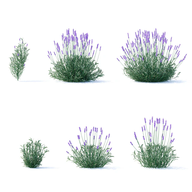 Lavender narrow-leaved flowers | Lavandula angustifolia — Descargar