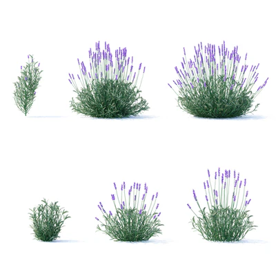 Lavender narrow-leaved flowers | Lavandula angustifolia — Ver 3