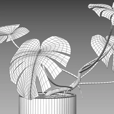 Monstera deliciosa — Вид 4