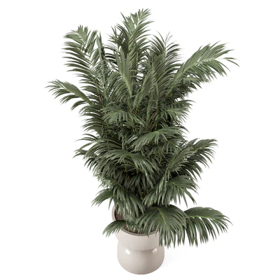 Indoor Plants  in rusty Concrete Pot - Set 352 — Вид 4