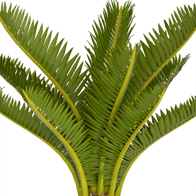 A collection of plants in pots. 54 Cycas, cycad, pot, flowerpot, bush, outdoor, decorative — Descargar
