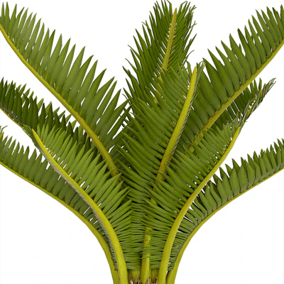 A collection of plants in pots. 54 Cycas, cycad, pot, flowerpot, bush, outdoor, decorative — Ver 2