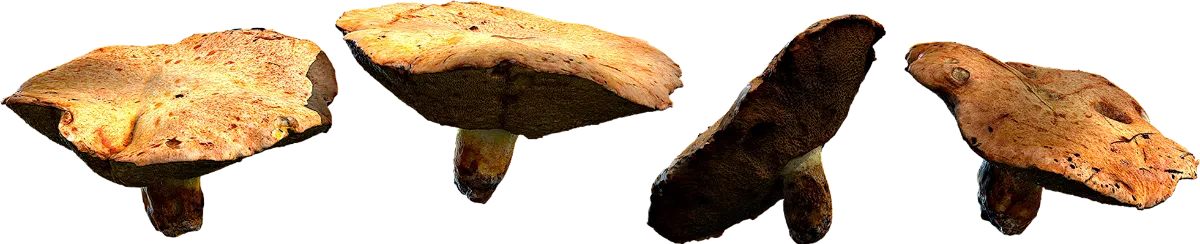 bolete mushrooms 002 — Скачать