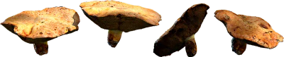 bolete mushrooms 002 — Скачать