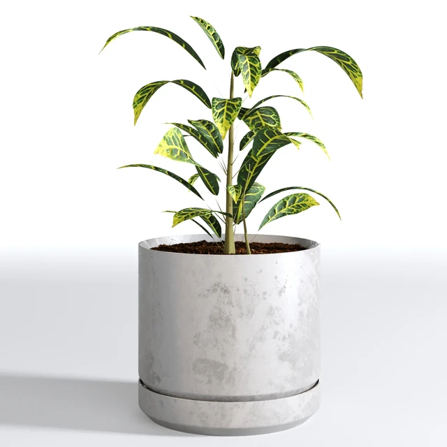 Indoor Plants Collection - Set 03 — Download