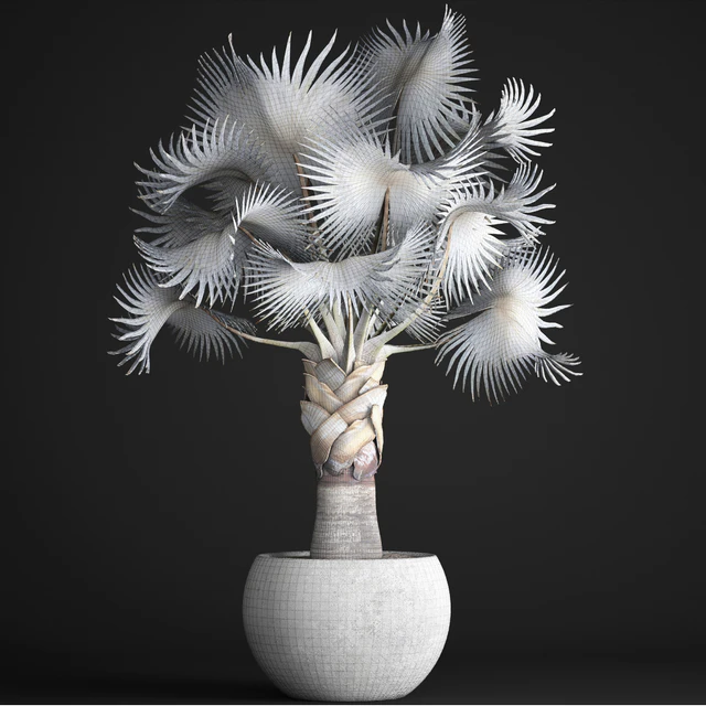 Palm Bismarckia nobilis Blue. fan palm, brachea, bismarckia, palm tree in a vase, pot, decorative, outdoor, blue palm, concrete — Descargar