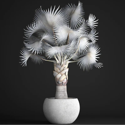 Palm Bismarckia nobilis Blue. fan palm, brachea, bismarckia, palm tree in a vase, pot, decorative, outdoor, blue palm, concrete — Ver 2