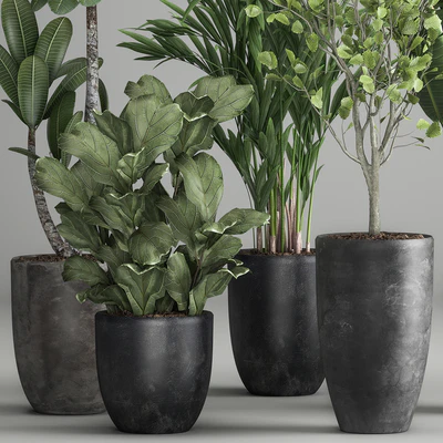 Collection of plants in black pots Strelitzia, tree, ficus, Plumeria, banana palm. Set 984. — Ver 5