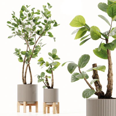 Plants 08 — Вид 1