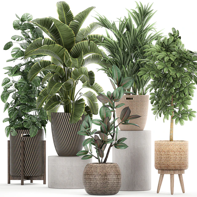 Collection of plants in baskets with banana palm, monstera Strelitzia, Hovea, Scheffler, ficus Abidjan. Set 778 — Descargar