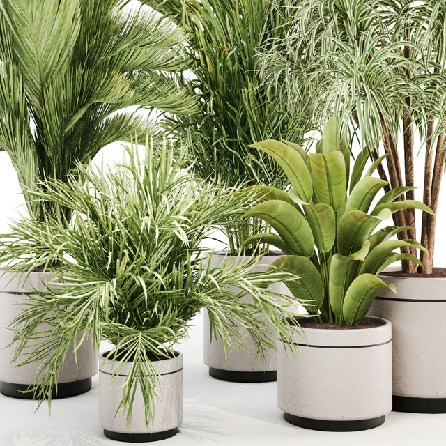 IndoorPlantSet015 — Скачать