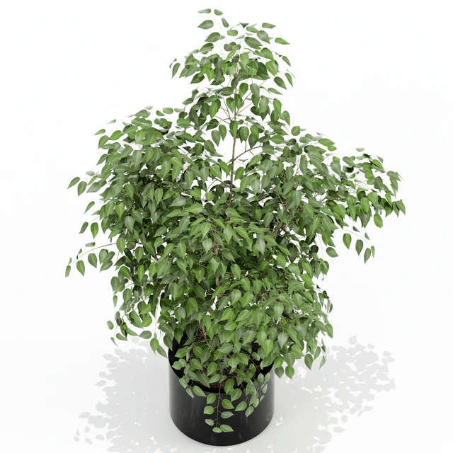 Plants collection 153 — Descargar