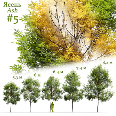 Ясень / Ash / Fraxinus #5 — Вид 1