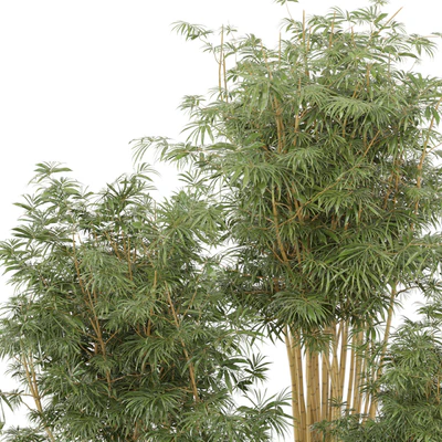 Indoor Plants Bamboo Set in rusty Concrete Pots - Set 108 — Ver 4