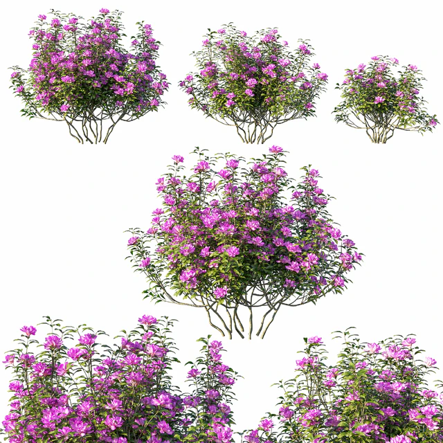 Rhododendron ponticum tree 02 — Descargar