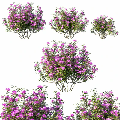 Rhododendron ponticum tree 02 — Descargar